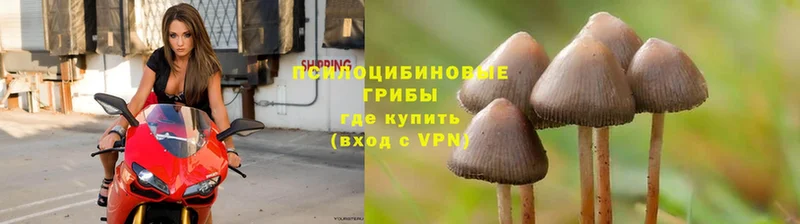 mega как зайти  Жердевка  Галлюциногенные грибы Magic Shrooms 